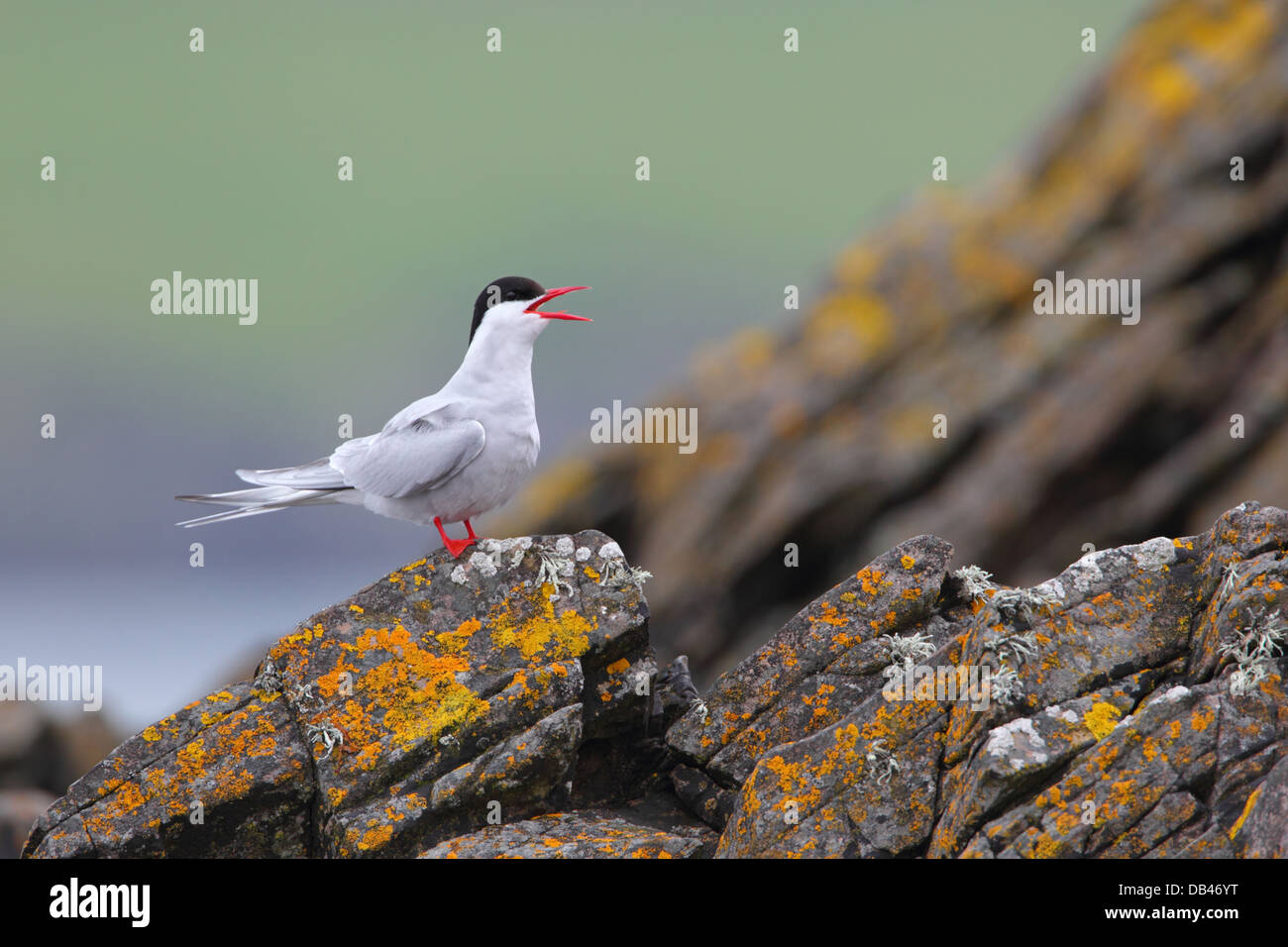 Des profils Sterne Arctique Sterna paradisaea sur l'île de Mousa Shetland Banque D'Images