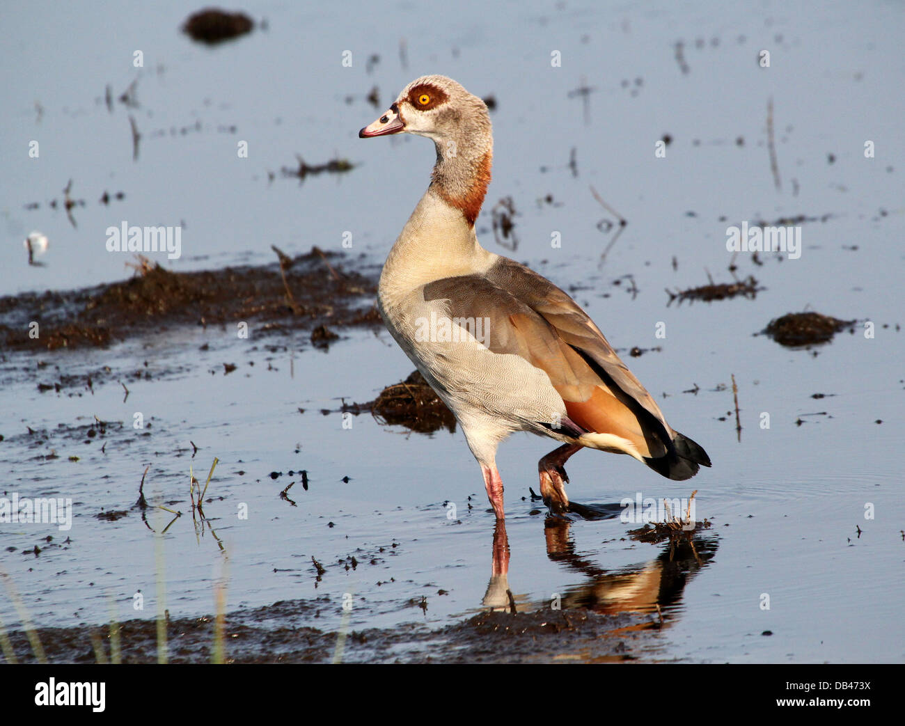 Egyptian goose Alopochen aegyptiaca)( balade dans les zones humides d'une réflexion Banque D'Images