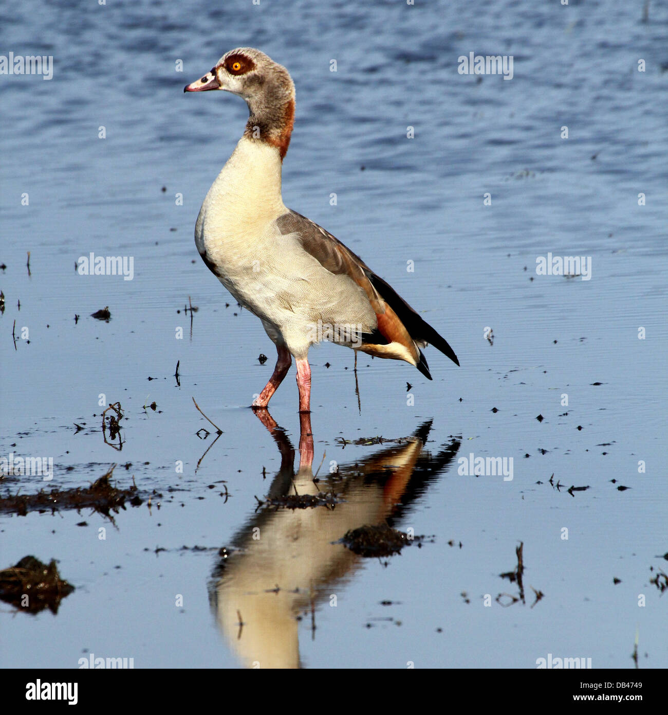 Egyptian goose Alopochen aegyptiaca)( balade dans les zones humides d'une réflexion Banque D'Images