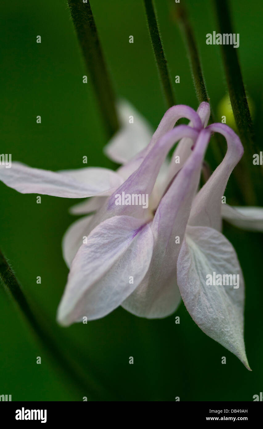 Aquilegia flower Banque D'Images