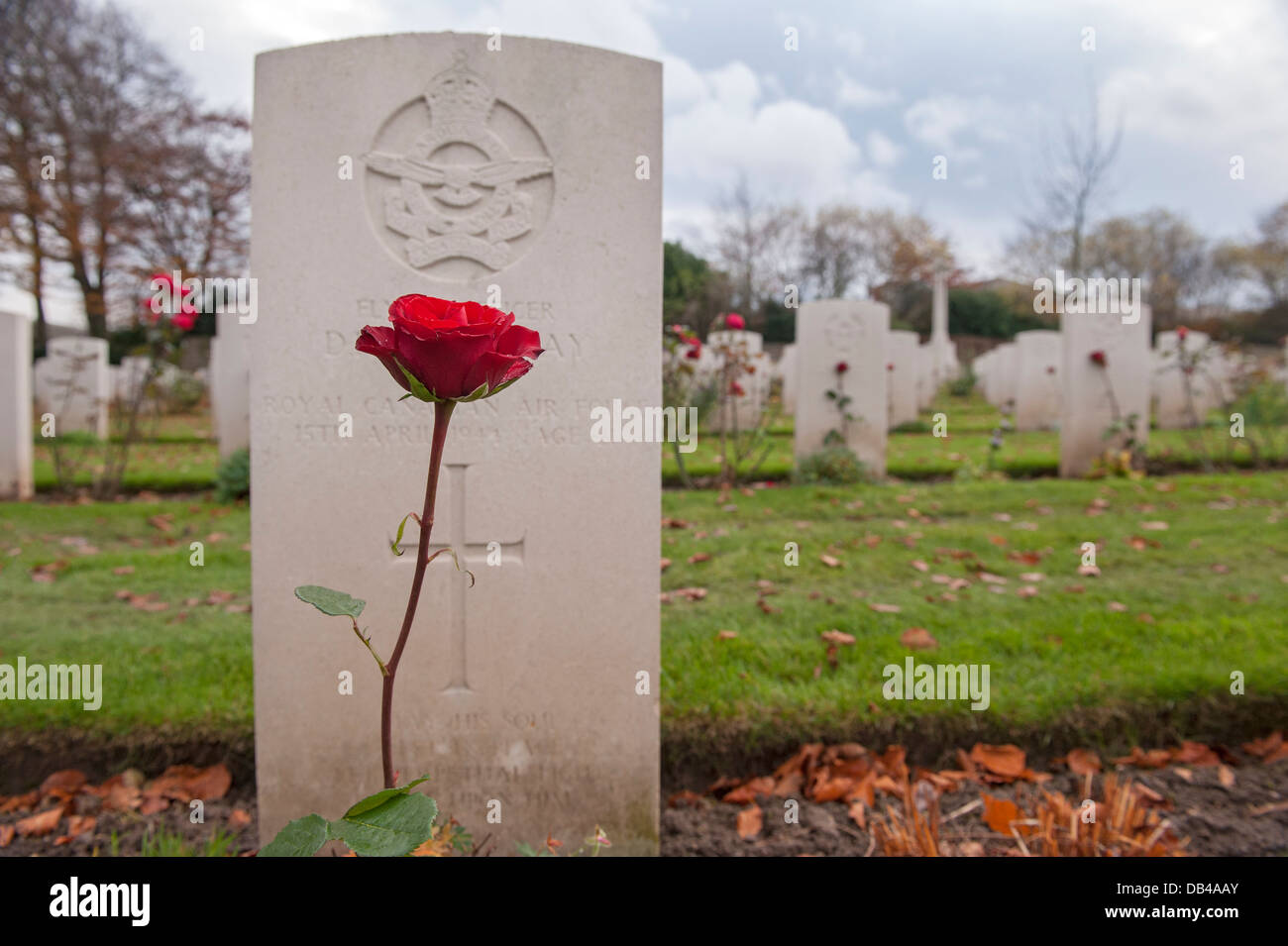 Rose rouge en face de plus en plus d'une pierre tombale, d'autres au-delà des monuments commémoratifs - Commonwealth War Graves au cimetière de Stonefall, Harrogate, Yorkshire, Angleterre. Banque D'Images