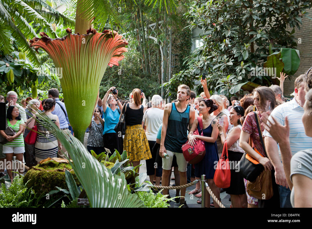Personnes regardant le cadavre rare (fleur de l'Arum Titan) à l'US Botanic Garden à Washington, DC Banque D'Images