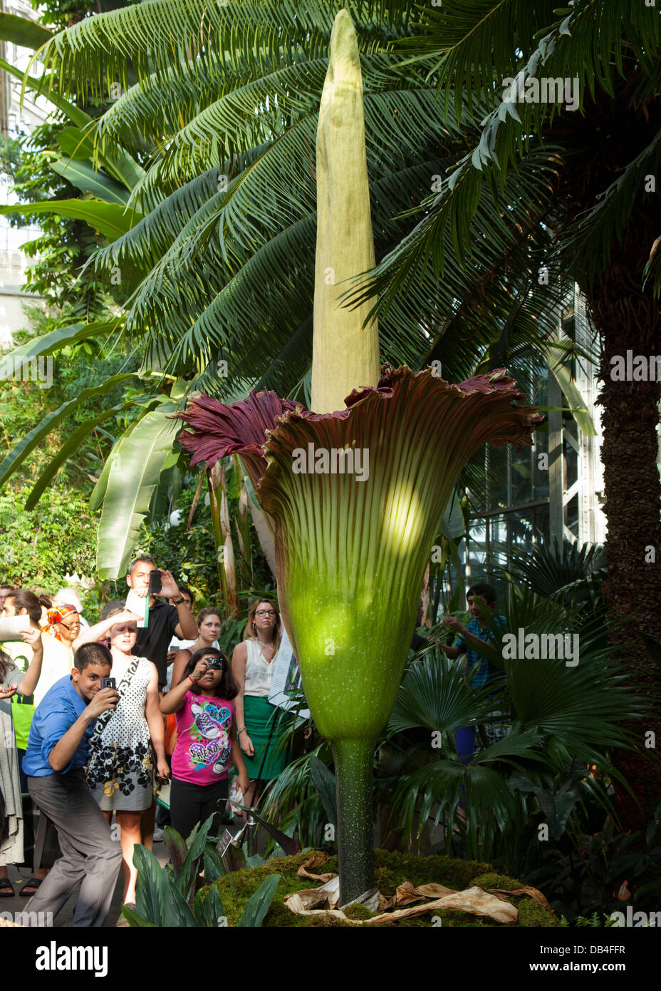 Personnes regardant le cadavre rare (fleur de l'Arum Titan) à l'US Botanic Garden à Washington, DC Banque D'Images