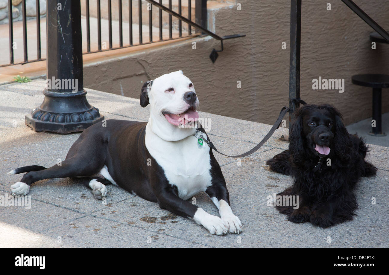 Les chiens en laisse attachés sur le trottoir à l'extérieur d'un café sur Kensington Road Banque D'Images