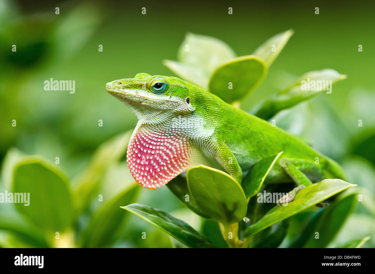 Anole vert (lézard Anolis carolinensis) exhibant son fanon rose vif Banque D'Images