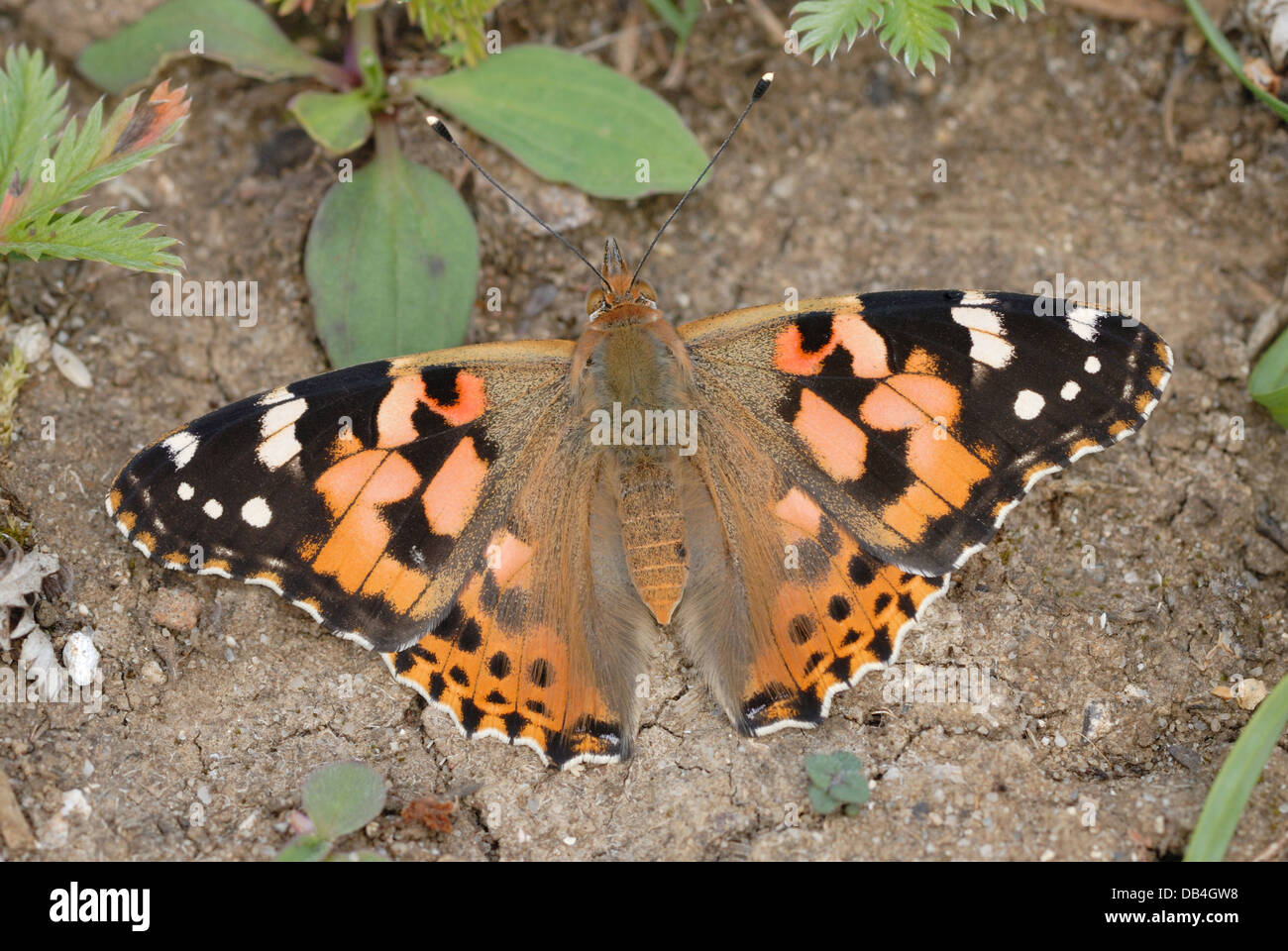 Papillon belle dame (Vanessa cardui) sur Martin bas National Nature Reserve Banque D'Images