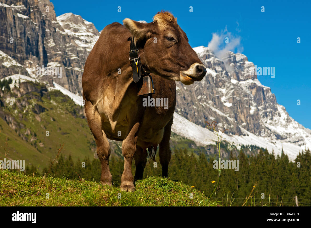 Le pâturage des vaches sur un alpage au pied de l'Alpes Glaronaises, Urnerboden, canton d'Uri, Suisse Banque D'Images