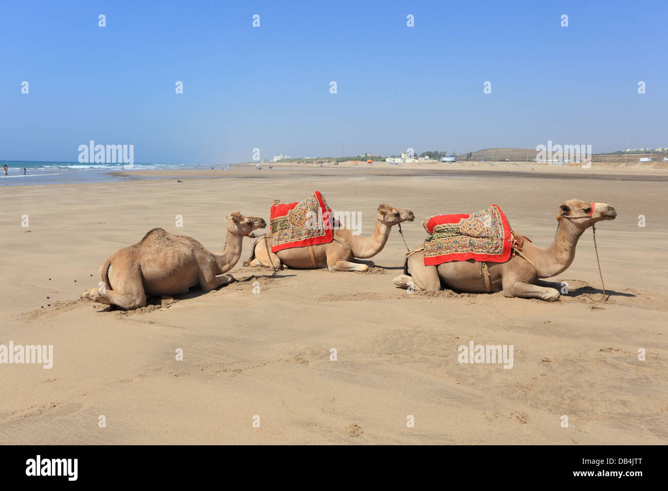 Chameaux sur la plage d'Asilah, Maroc Banque D'Images