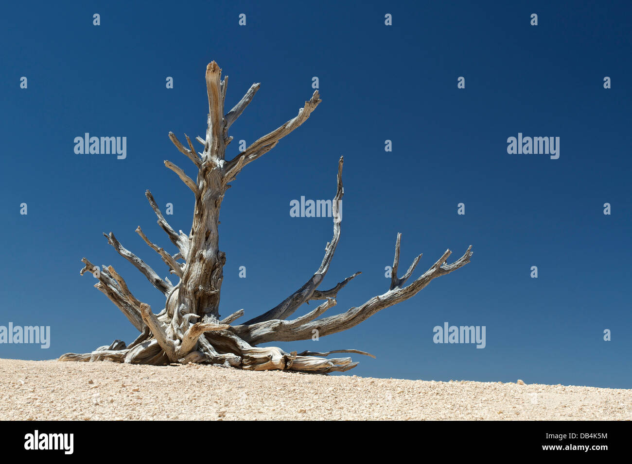 Dead Bristlecone Pine, près de Rainbow Point à Bryce Canyon National Park, Utah. Banque D'Images