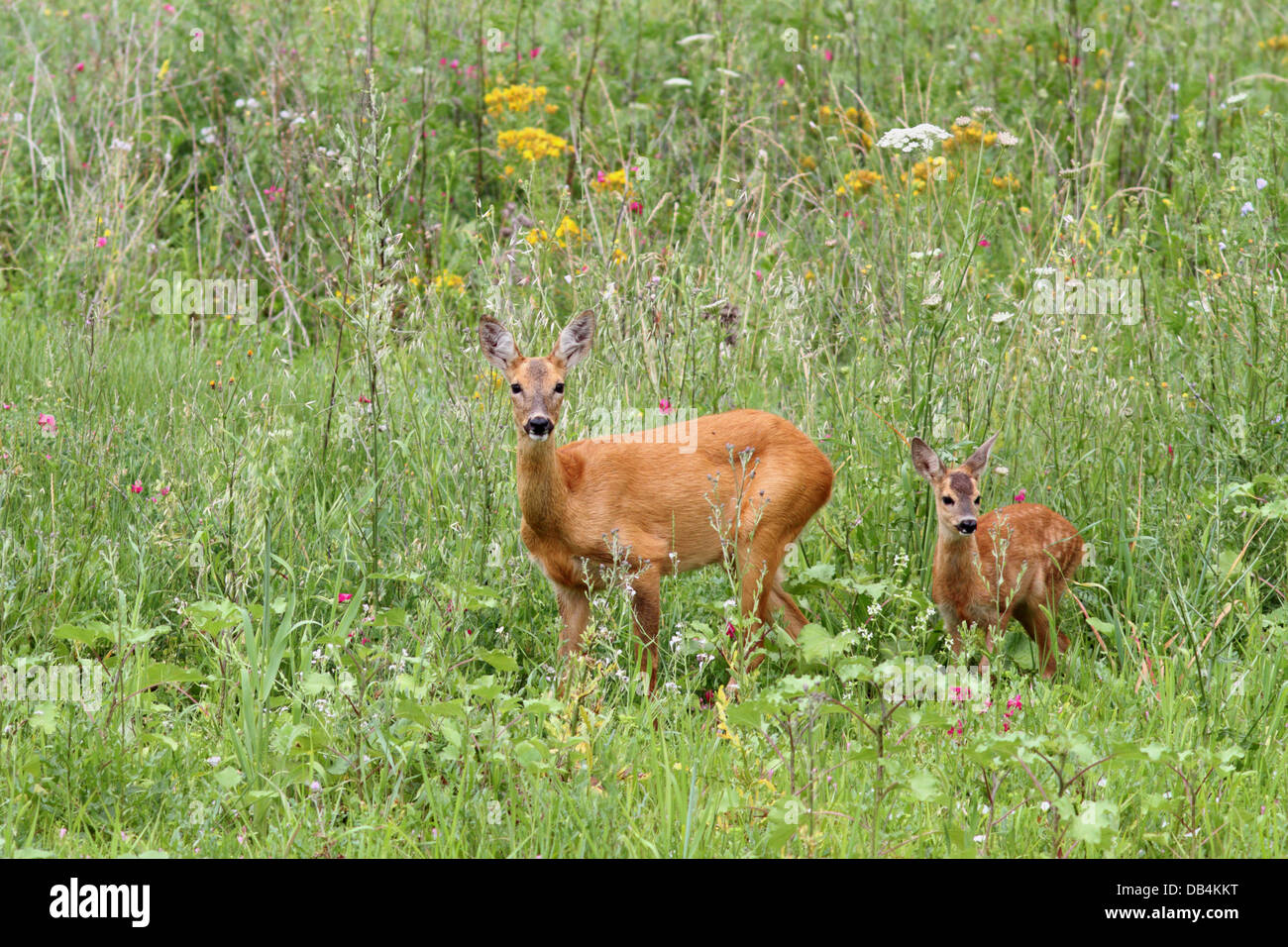 Chevreuils capreolus ( Doe ) et son bébé regardant la caméra tout en se tenant dans la grande herbe Banque D'Images