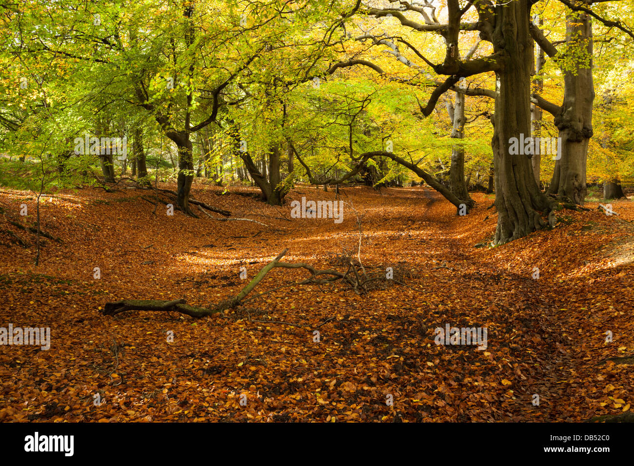 De l'ancienne Avenue de hêtres dans Thunderdell en plein bois couleurs automnales, Ashridge Estate, Hertfordshire, Angleterre Banque D'Images