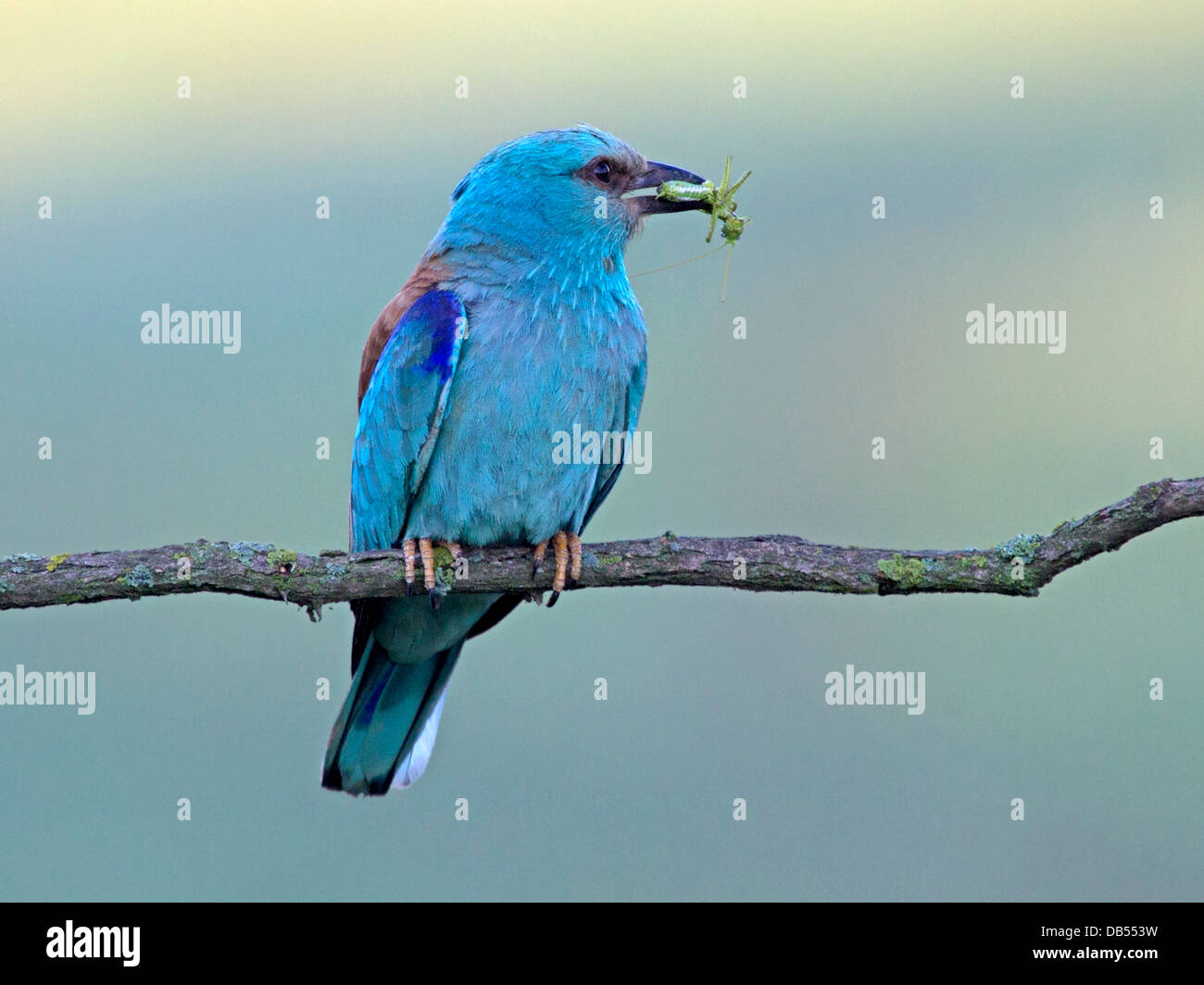 Rouleau européen avec grasshopper perché Banque D'Images