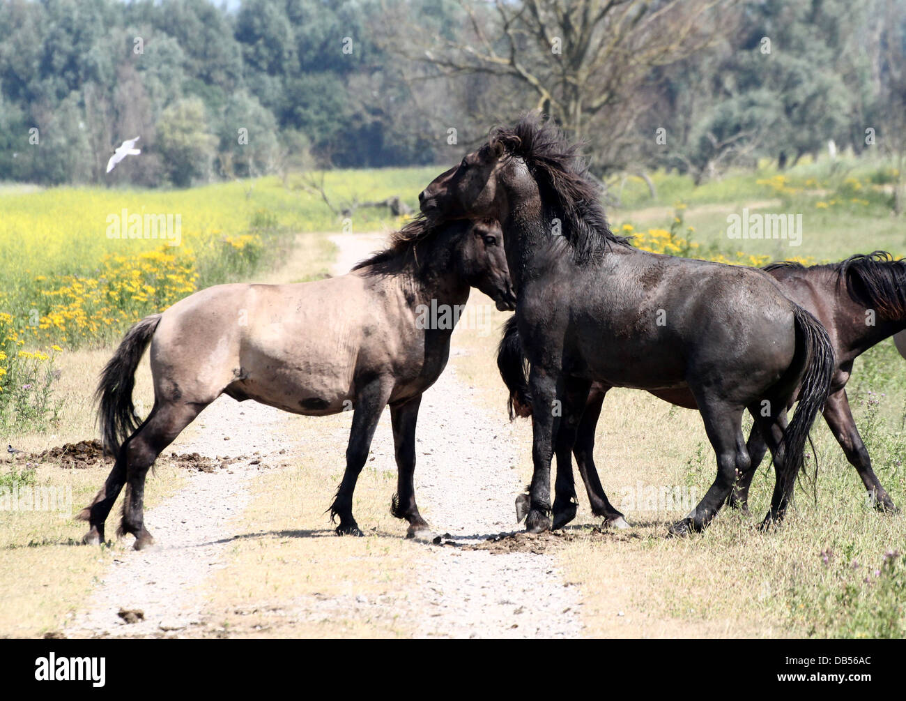 Les chevaux primitifs polonaise alias Konik, lutte contre les chevaux en marche, l'accouplement et posant de près Banque D'Images