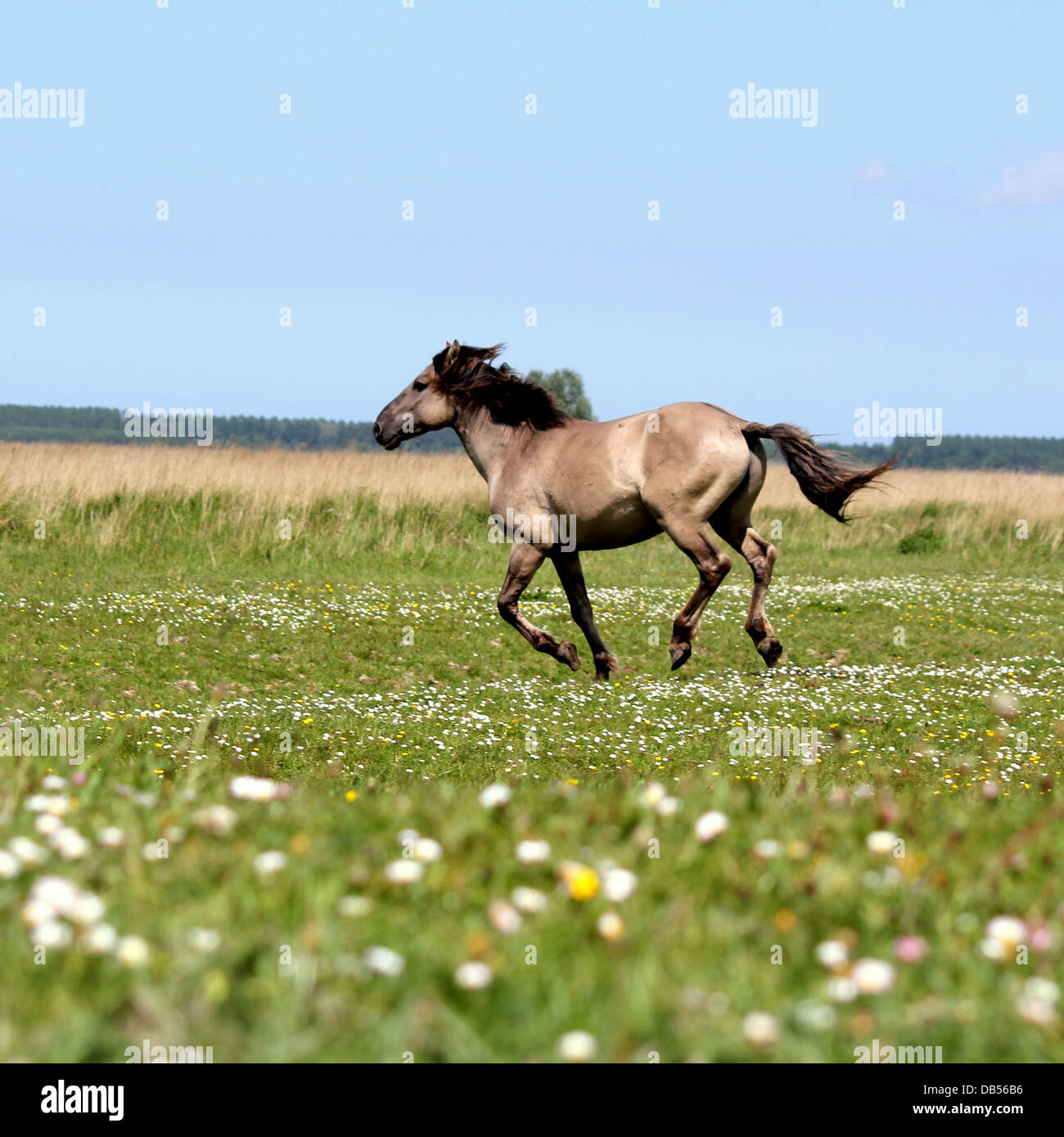 Cheval primitif polonais alias Konik cheval galopant à pleine vitesse dans un champ plein de fleurs Banque D'Images