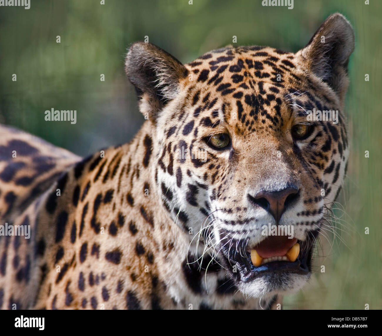 Tequila, femelle Jaguar (Panthera onca), Isle of Wight Zoo, Sandown, Isle of Wight, Angleterre Banque D'Images