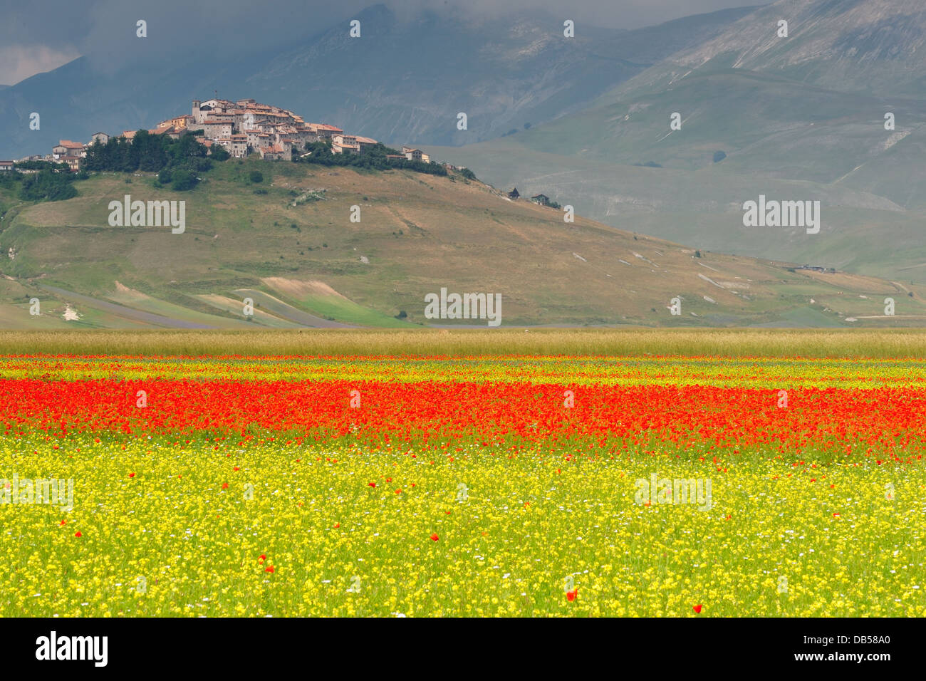 Fleurs sauvages fleurissent à Castelluccio di Norcia, Ombrie, Italie, Europe Banque D'Images