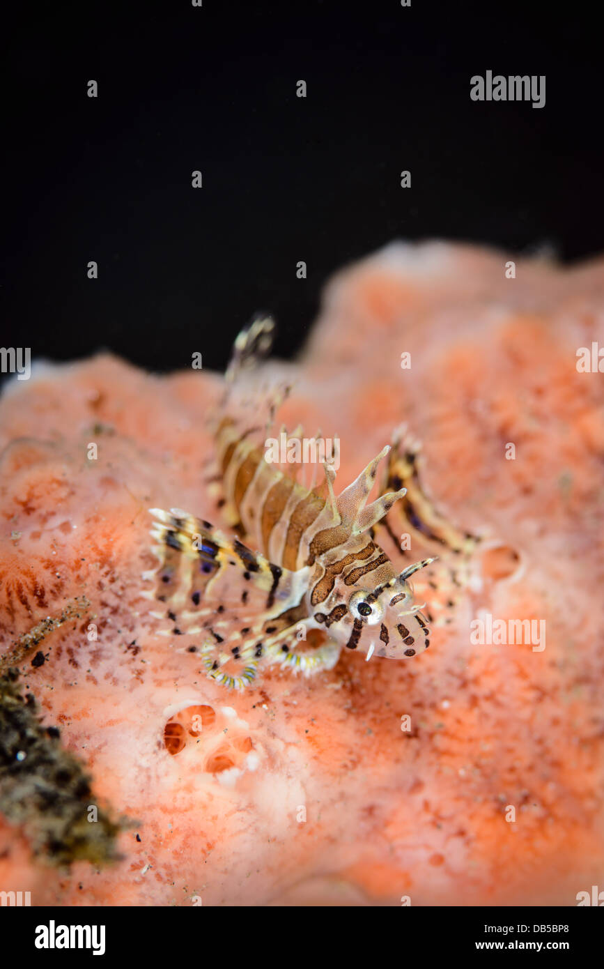 Un tout petit poisson-papillon (pterois juvénile) Banque D'Images