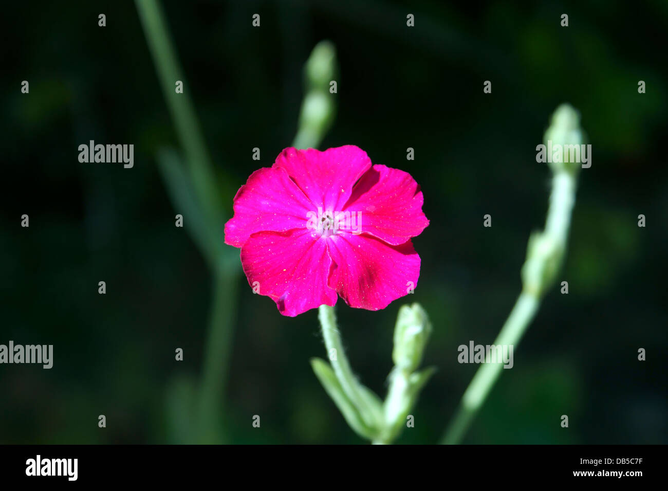 ROSE CAMPION Lychnis coronaria, Molène, Molène, Rose Rose, Dusty Miller, William sanglante, RED BIRD'S EYE, le maïs a augmenté. Banque D'Images