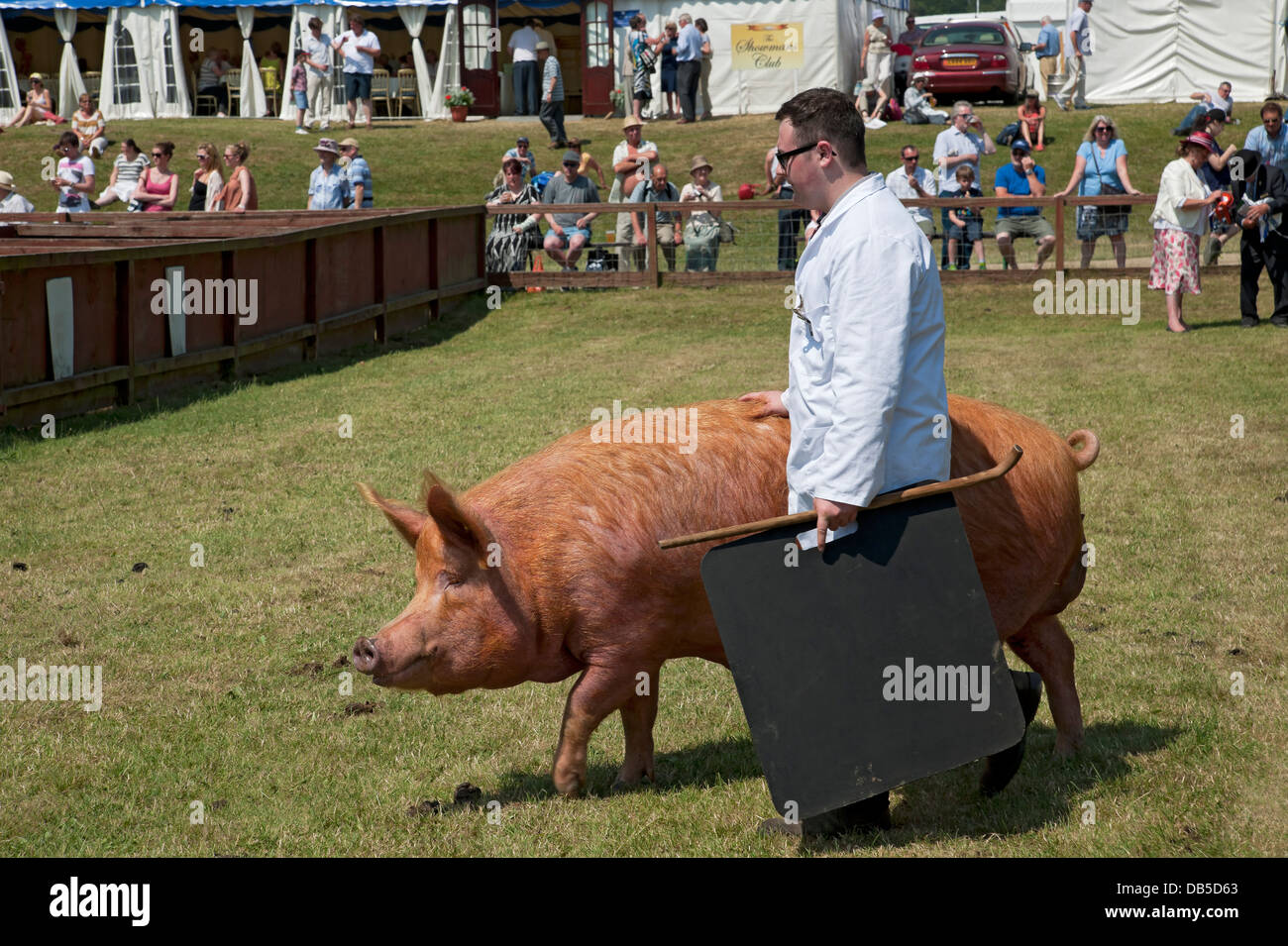 Agriculteur montrant Tamworth gros bétail porcin au Great Yorkshire Show en été Harrogate North Yorkshire Angleterre Royaume-Uni GB Grande-Bretagne Banque D'Images