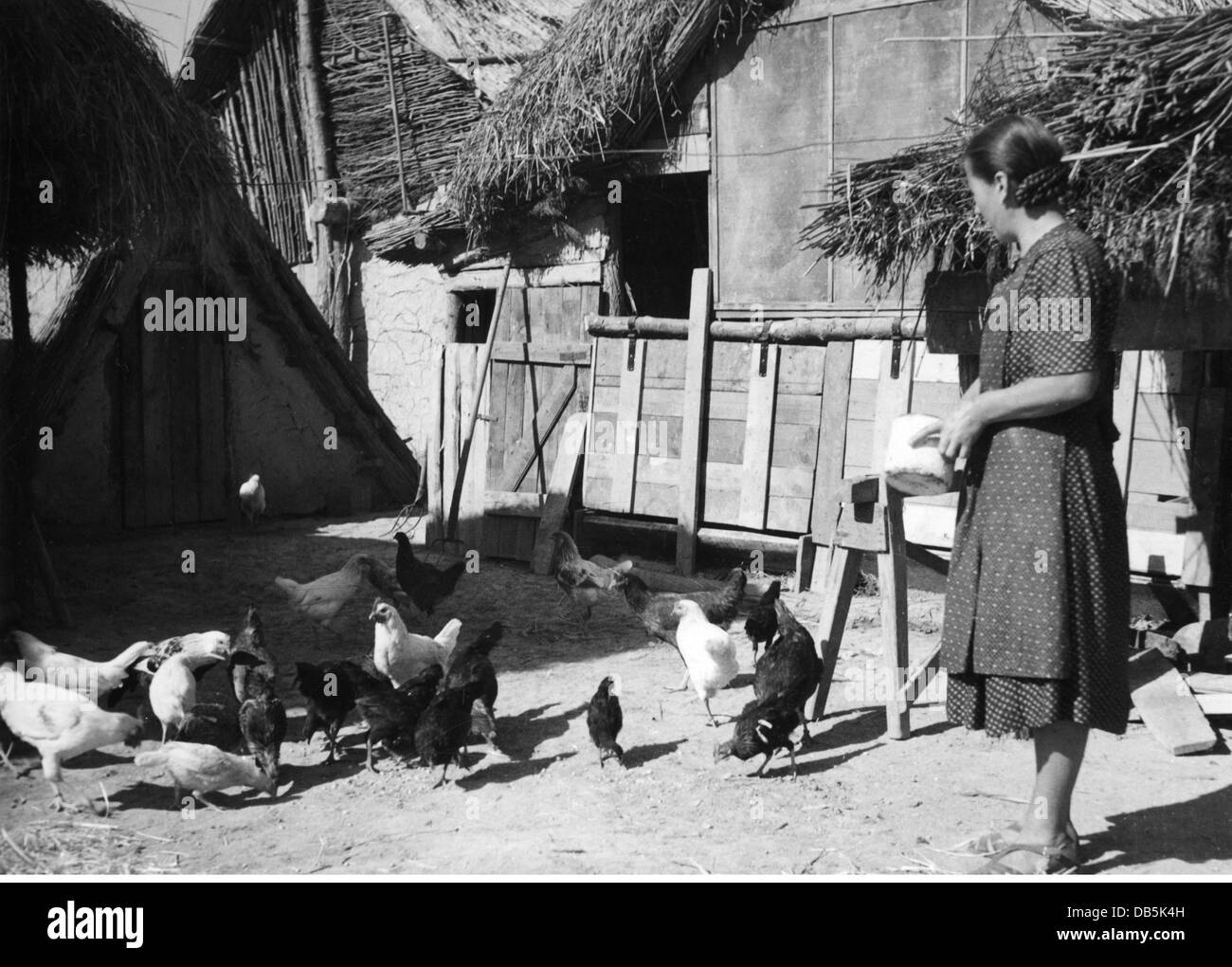 agriculture, bétail, poulet, femme d'agriculteur, nourrir le poulet, Banat, années 1950, , droits additionnels-Clearences-non disponible Banque D'Images