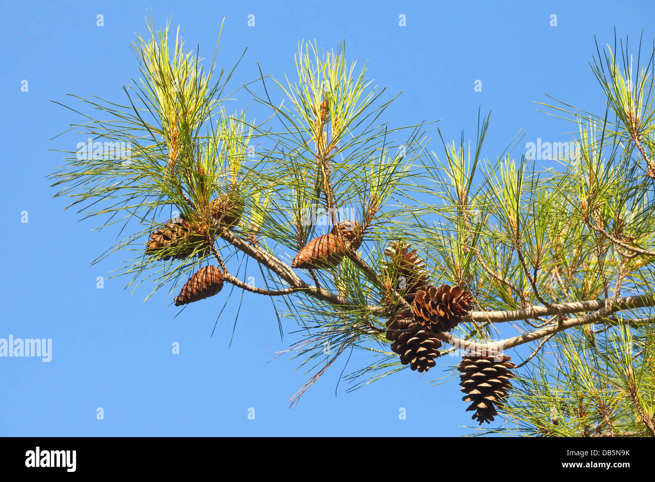 Branche de l'arbre avec les cônes de pin bleu ciel clair au-dessus Banque D'Images