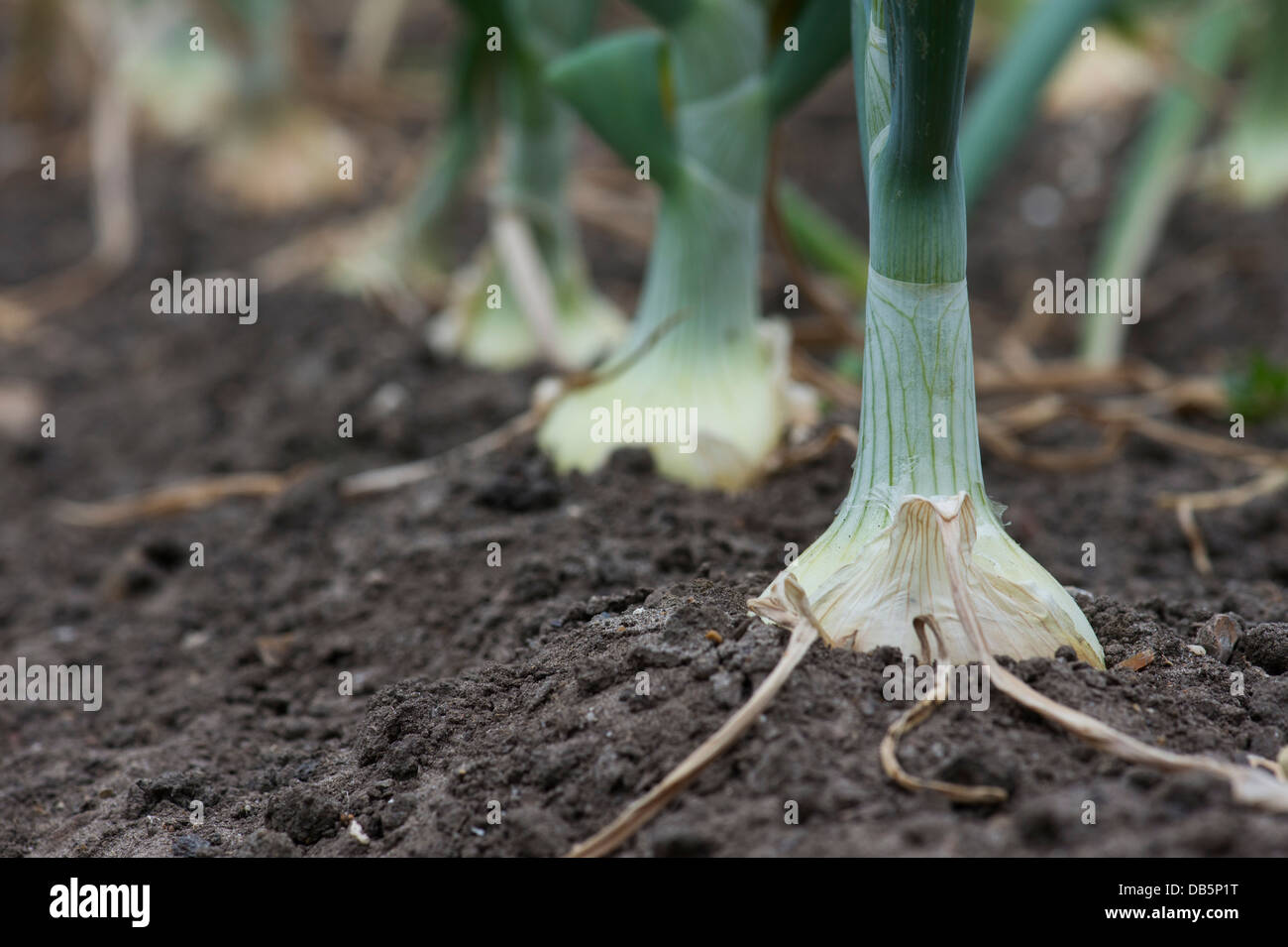 L'Allium cepa. Hytech oignons dans une parcelle de légumes. UK Banque D'Images
