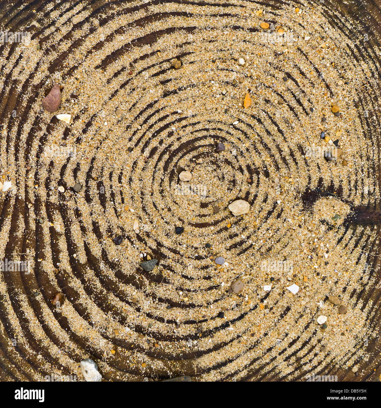 Le sommet d'un poste à l'autre en bois, partie d'un épi, montrant des cercles concentriques, de sable et de petites pierres. Banque D'Images