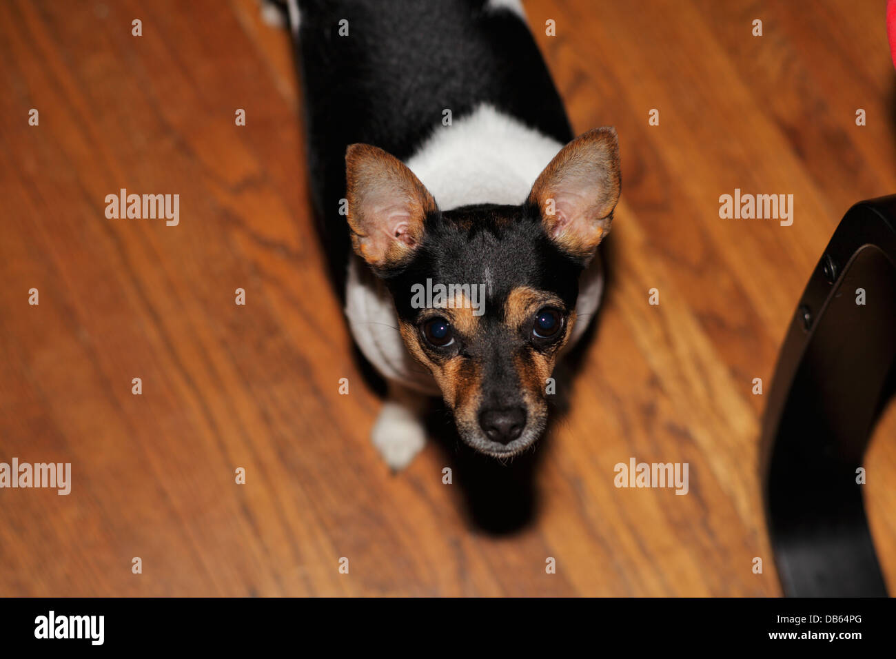 Chihuahua / chien de terrier de rat. Banque D'Images