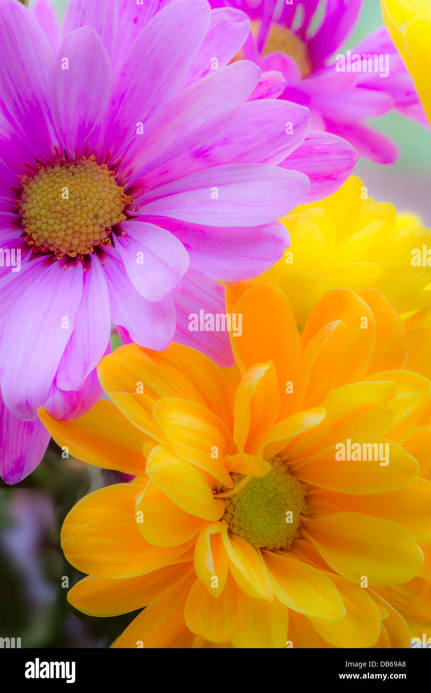 Fleurs Marguerites colorées Banque D'Images