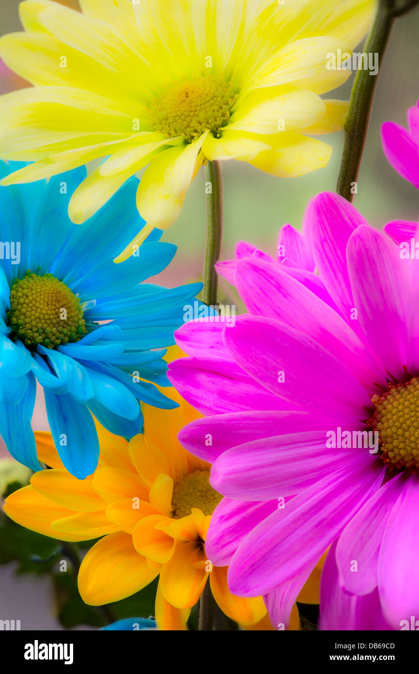 Fleurs colorées Banque D'Images