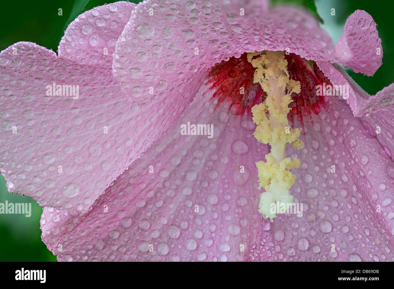 Détail de fleurs rose de Sharon après une pluie d'été Banque D'Images