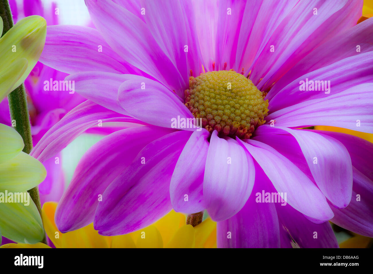 Fleurs colorées Banque D'Images