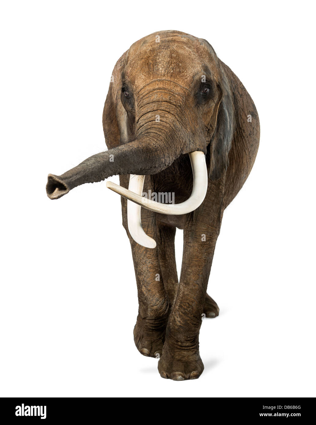 Vue de face de l'éléphant d'Afrique, Loxodonta africana, soulever son tronc contre fond blanc Banque D'Images