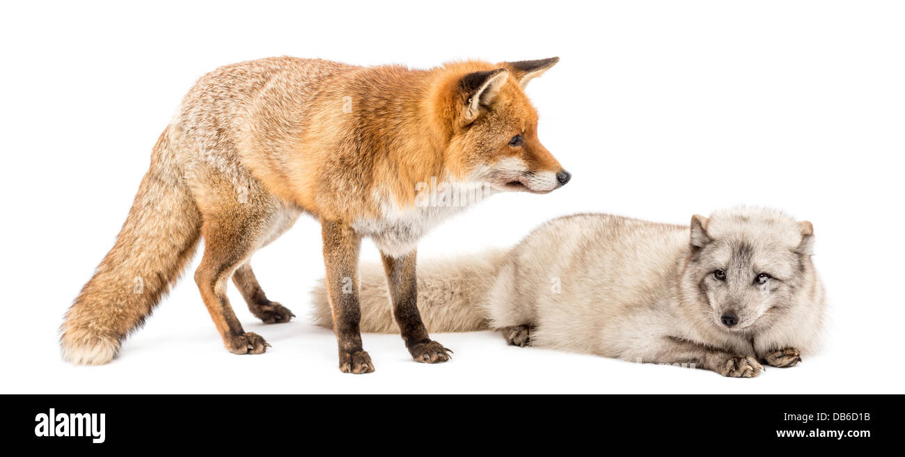Le renard roux, Vulpes vulpes, debout à côté de renard arctique, Vulpes  lagopus, avoir menti sur fond blanc Photo Stock - Alamy