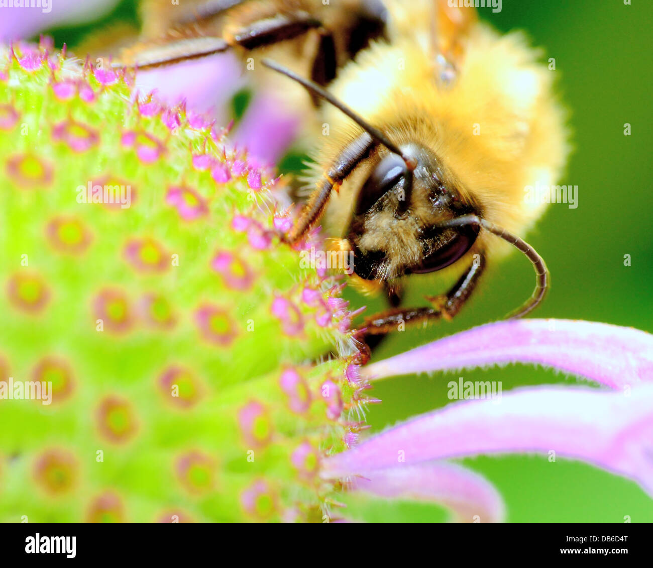 Bourdon sur une fleur haut perché. Banque D'Images