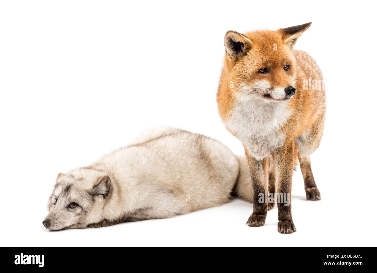 Le renard roux, Vulpes vulpes, debout à côté de renard arctique, Vulpes lagopus, avoir menti sur fond blanc Banque D'Images
