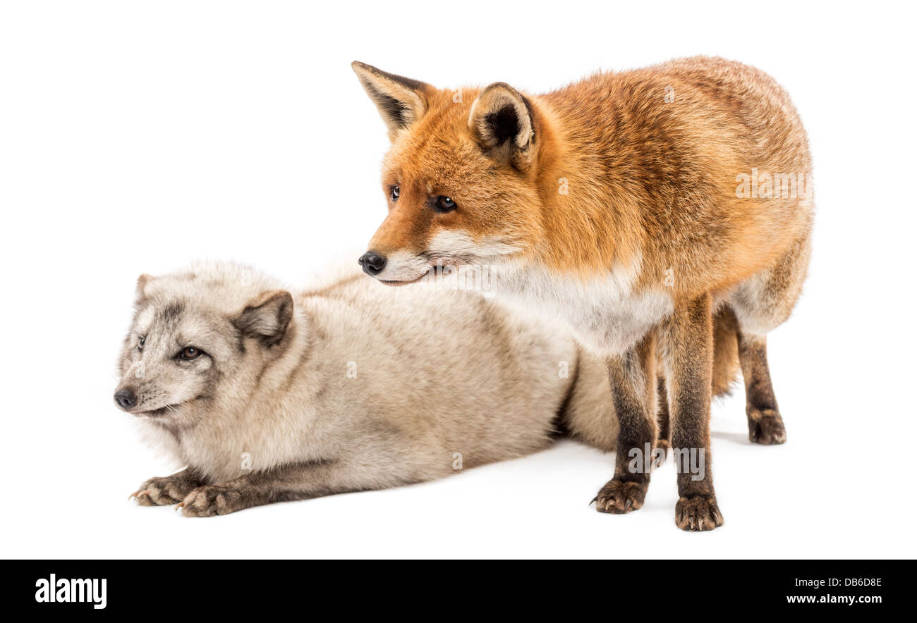 Le renard roux, Vulpes vulpes, debout à côté de renard arctique, Vulpes lagopus, avoir menti sur fond blanc Banque D'Images