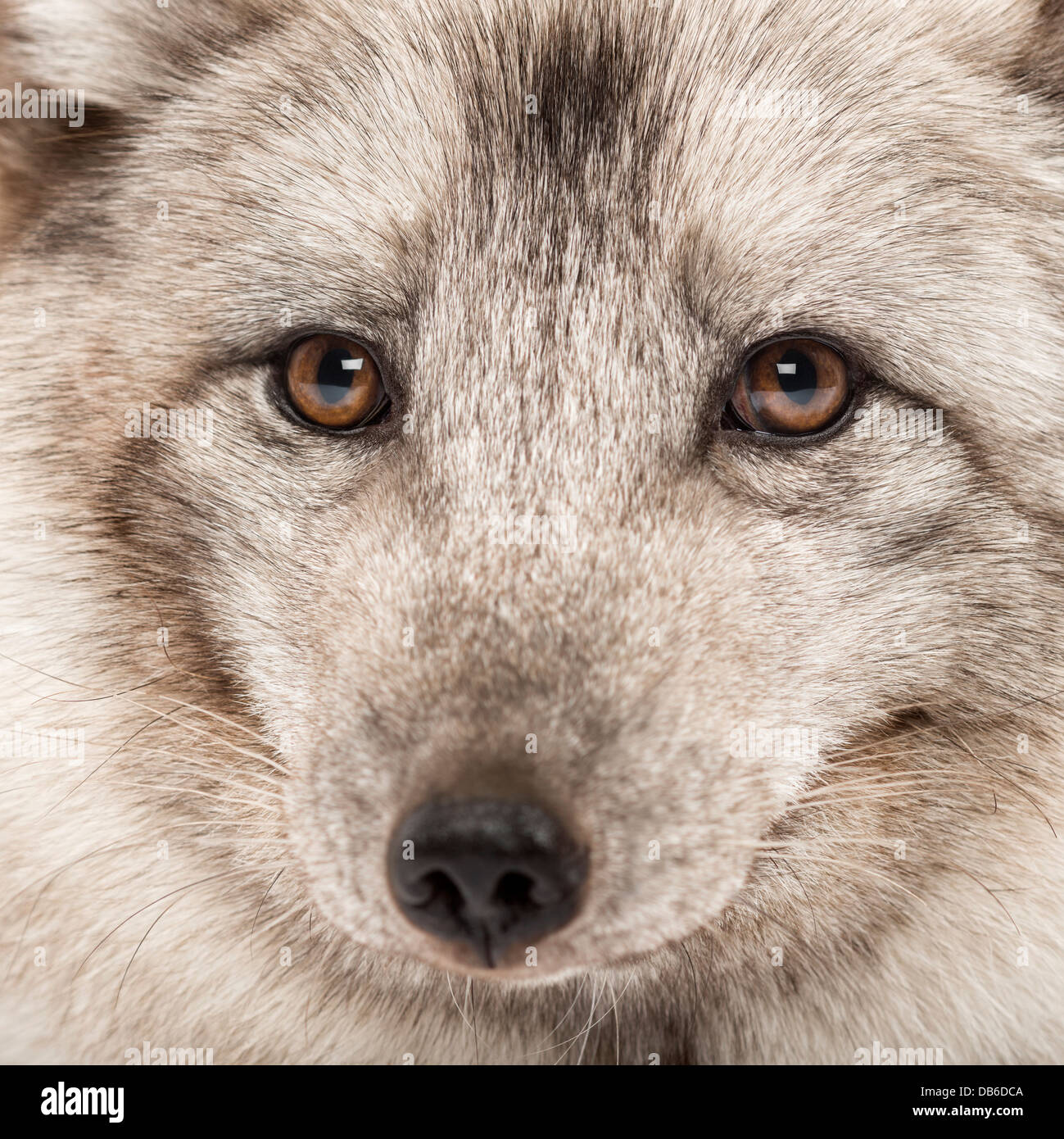 Close-up de renard arctique, Vulpes lagopus, également connu sous le nom de White Fox, renard polaire ou neige fox Banque D'Images