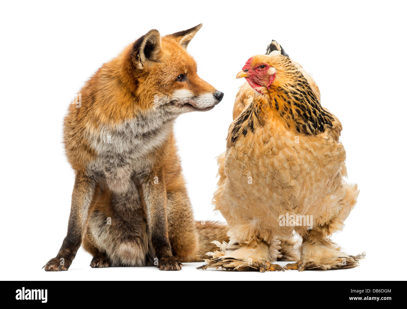 Le renard roux, Vulpes vulpes, à la poule à contre fond blanc Banque D'Images