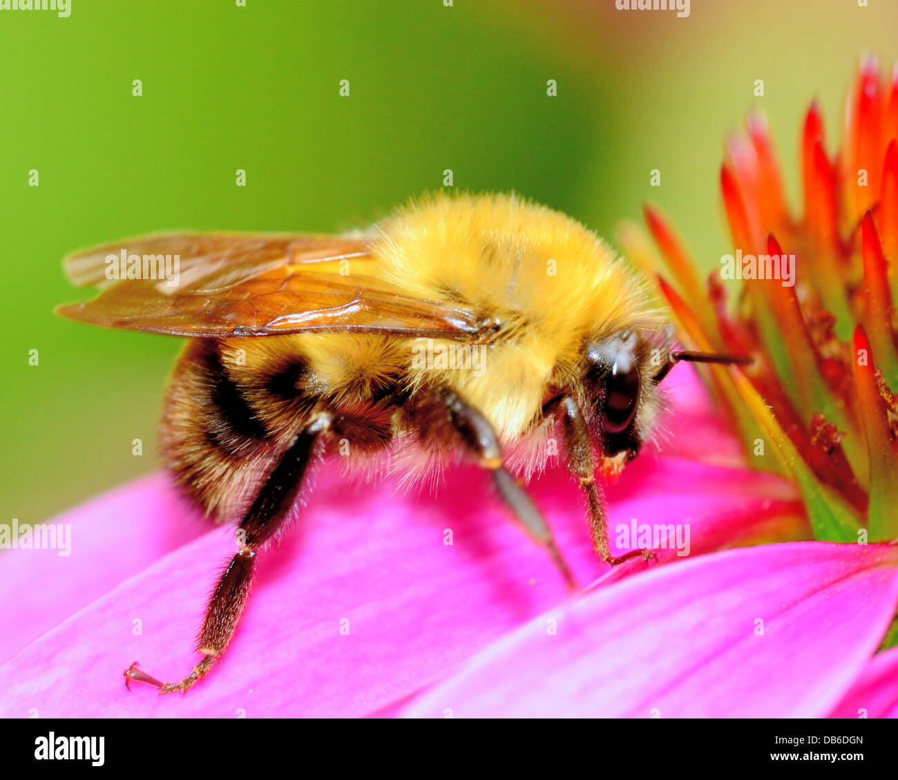 Bourdon sur une fleur haut perché. Banque D'Images