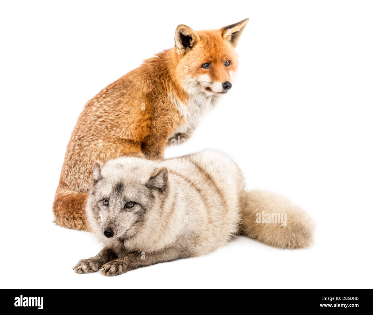Le renard roux, Vulpes vulpes, assis à côté de renard arctique, Vulpes lagopus, avoir menti sur fond blanc Banque D'Images