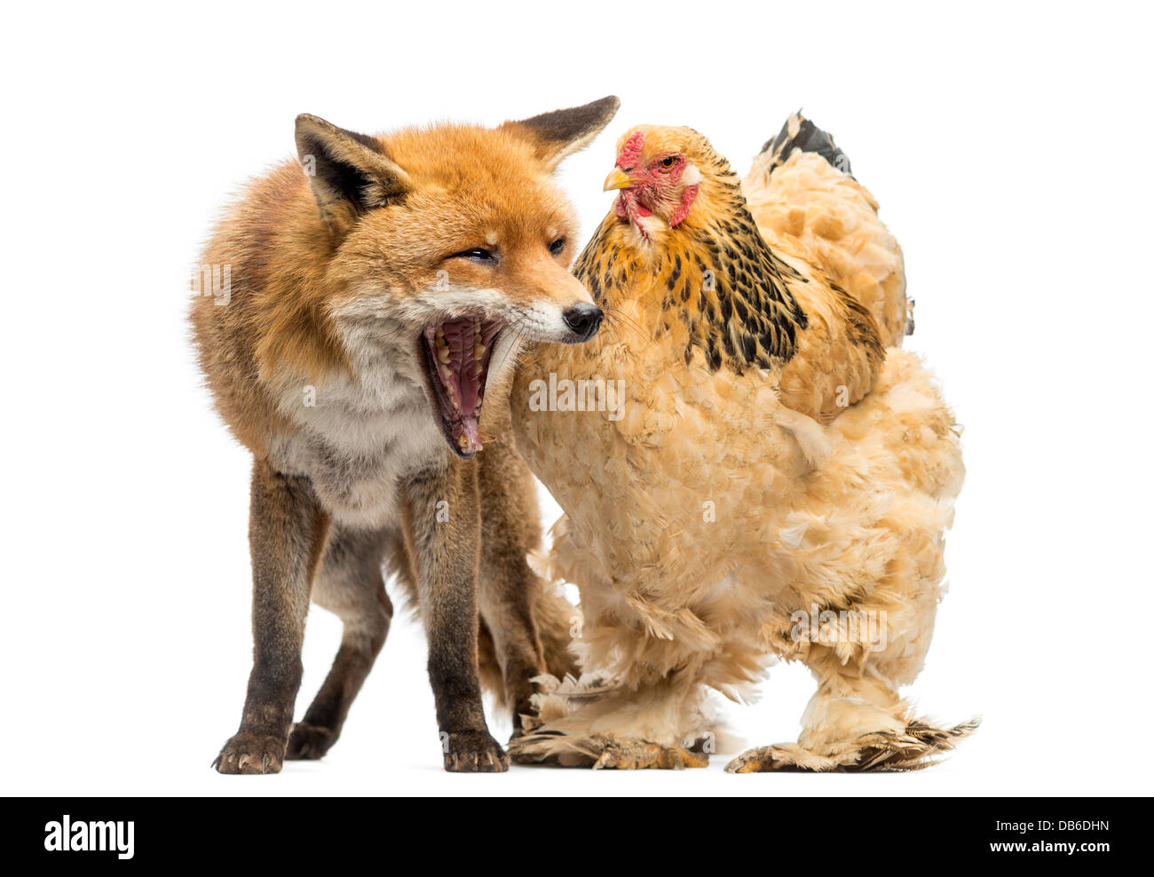 Le renard roux, Vulpes vulpes, bâillant à côté de poule contre fond blanc Banque D'Images