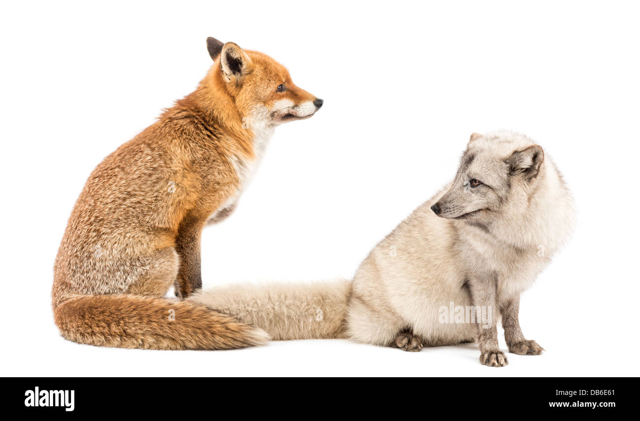 Le renard roux, Vulpes vulpes, assis à côté de renard arctique, Vulpes lagopus, against white background Banque D'Images