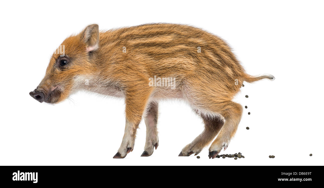 Sanglier, Sus scrofa, 2 mois, également connu sous le nom de cochon sauvage déféquant sur fond blanc Banque D'Images