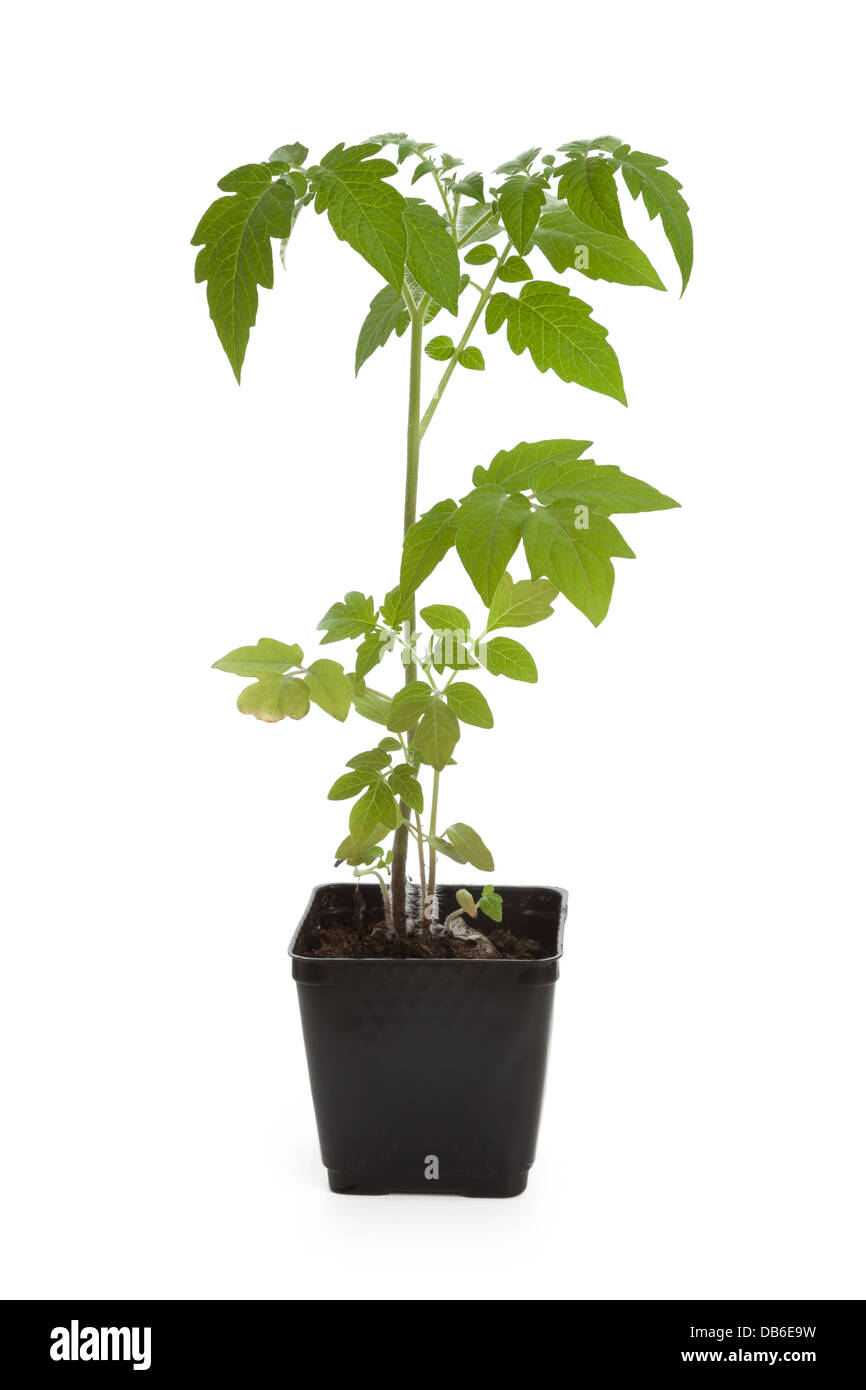 Des plantules de tomate plante avec fond blanc Banque D'Images