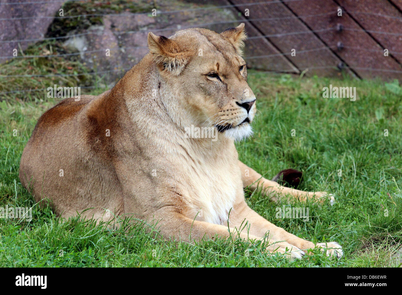 Une lionne se détendre dans son enclos au Zoo de Colchester Banque D'Images