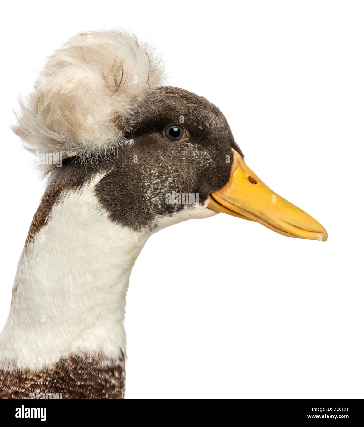 Close up of Male Crested Duck, lophonetta specularioides, against white background Banque D'Images