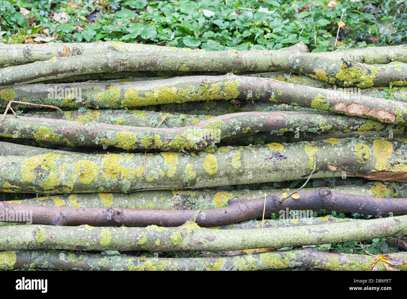 Branches d'arbres posées ensemble sur le sol en automne Banque D'Images