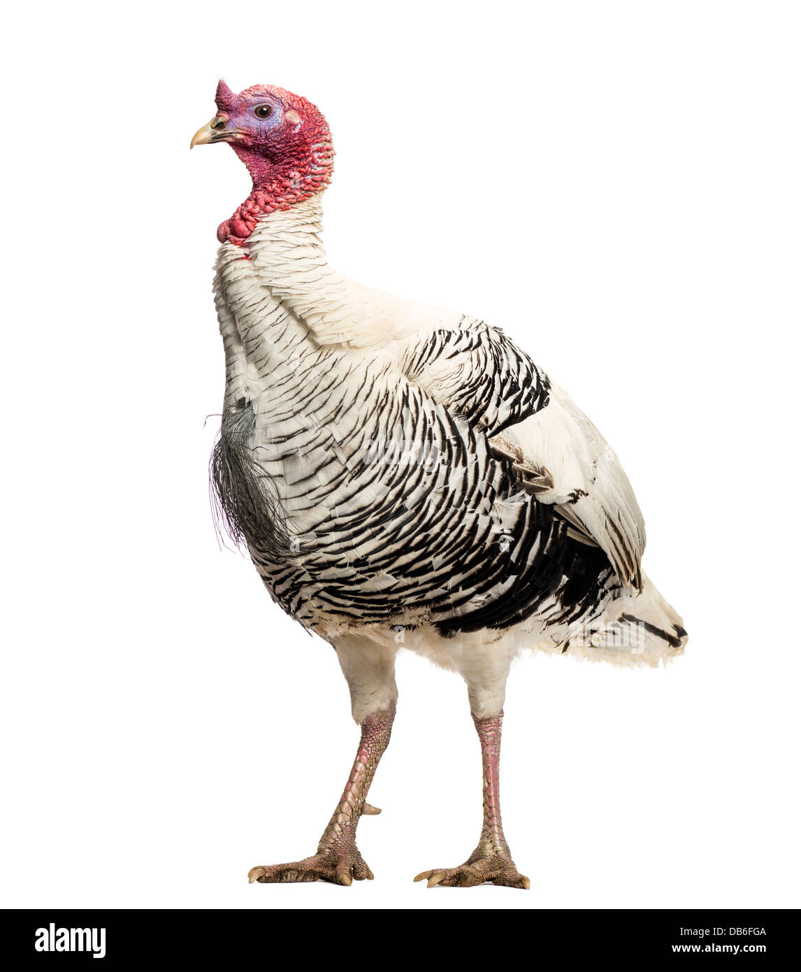 Wild Turkey, Meleagris gallopavo, standing against white background Banque D'Images