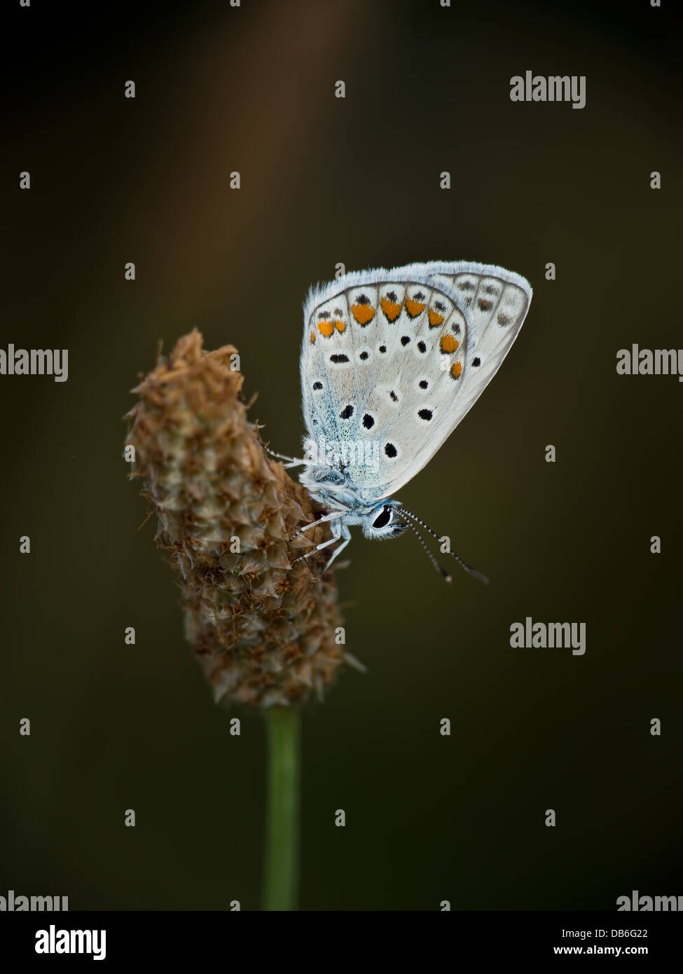 Nature macro - papillon bleu commun Banque D'Images